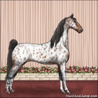 Horse Color:Brown Roan Appaloosa and Bay Roan Appaloosa