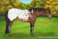 Horse Color:Bay Appaloosa and Bay Appaloosa