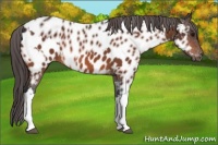 Horse Color:Bay Appaloosa  and Bay Appaloosa 