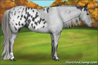 Horse Color:Black Appaloosa  and Black Appaloosa 