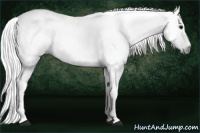 Horse Color:Gray Black Sabino