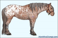 Horse Color:Bay Appaloosa and Bay Appaloosa
