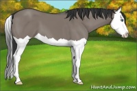 Horse Color:Grullo Splash 