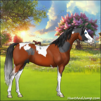 Horse Color:Blue Roan Splash Tobiano  and Bay Sabino Splash Tobiano 