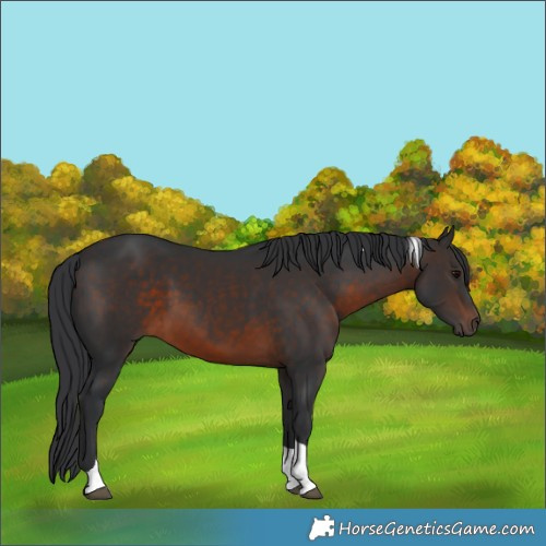 Horse Color:Brown Tobiano 