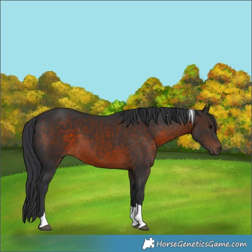 Horse Color:Brown Tobiano 