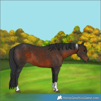 Horse Color:Brown Tobiano 