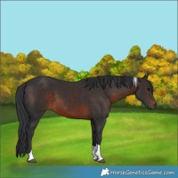 Horse Color:Brown Tobiano 