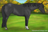 Horse Color:Black Tobiano 