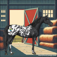 Horse Color:Black Appaloosa 