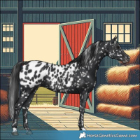 Horse Color:Black Appaloosa 