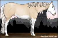 Horse Color:Palomino Pearl Sabino Splash Rabicano 