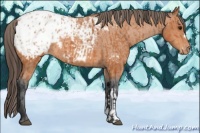 Horse Color:Bay Appaloosa and Bay Appaloosa