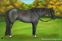 Horse Color:Smoky Black 