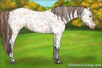 Horse Color:Bay Dun Appaloosa  and Bay Dun Appaloosa 