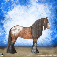 Horse Color:Bay Appaloosa  and Bay Appaloosa 