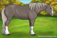 Horse Color:Silver Black Splash 