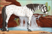 Horse Color:Bay Appaloosa  and Bay Appaloosa 