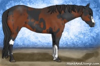 Horse Color:Black  and Brown 