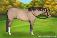 Horse Color:Amber Champagne Roan 