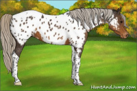 Horse Color:Silver Smoky Black Tobiano Appaloosa 