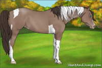 Horse Color:Classic Champagne Sabino Tobiano Appaloosa 