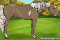 Horse Color:Silver Smoky Black Sabino Tobiano Appaloosa 