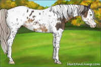 Horse Color:Silver Smoky Black Splash Tobiano Appaloosa 