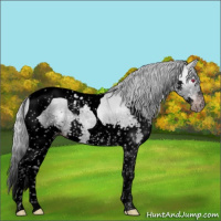 Horse Color:Gray Void Silver Sable Champagne Chinchilla Splash Tobiano 