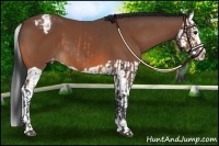 Horse Color:Bay Varnish  and Bay Splash Varnish 