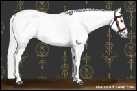 Horse Color:Gray White Spotted Red Dun Rabicano and Gray White Spotted Red Dun Rabicano