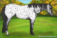 Horse Color:Black Appaloosa  and Black Appaloosa 