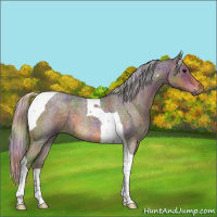 Horse Color:Nacre Silver Smoky Blue Roan Tobiano 