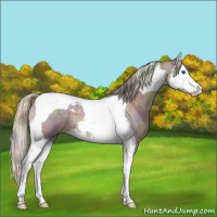 Horse Color:Nacre Silver Blue Roan Splash Tobiano 
