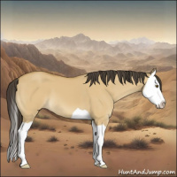 Horse Color:Buckskin Dun Splash
