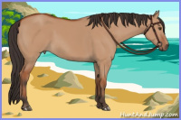 Horse Color:Bay Dun