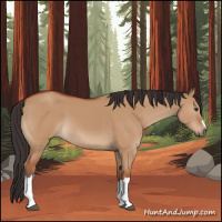 Horse Color:Bay Dun