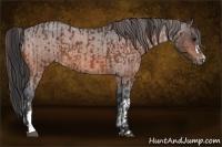 Horse Color:Bay Appaloosa  and Bay Roan Appaloosa 