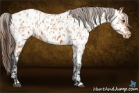 Horse Color:Bay Appaloosa  and Bay Appaloosa 