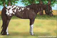 Horse Color:Liver Chestnut Appaloosa
