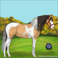 Horse Color:Buckskin Roan Splash Tobiano 