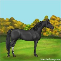 Horse Color:Black 