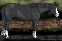 Horse Color:Black Splash
