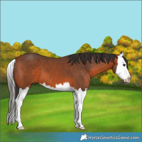 Horse Color:Bay Splash 