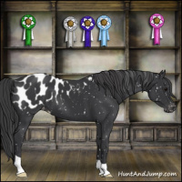 Horse Color:Black Appaloosa 