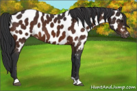 Horse Color:Brown Appaloosa 