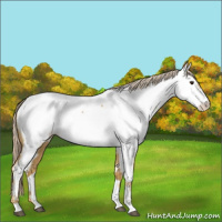 Horse Color:Palomino Near Fewspot 