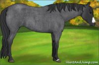 Horse Color:Blue Roan Frame 