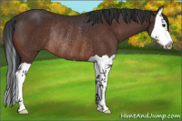 Horse Color:Bay Splash Rabicano 