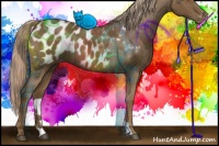 Horse Color:Chocolate Palomino Appaloosa 